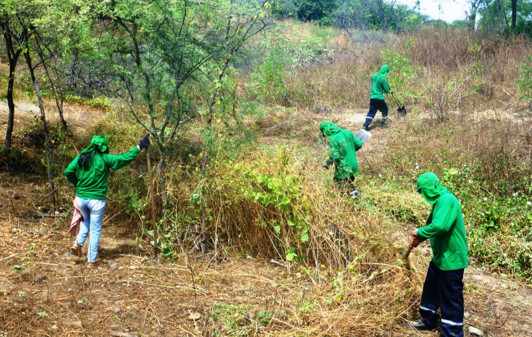 Promueven la reforestación del bosque seco en Piura. ANDINA