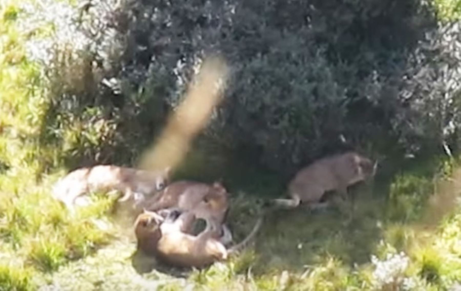 Video inédito registra a grupo de pumas en el Parque Nacional del Manu.