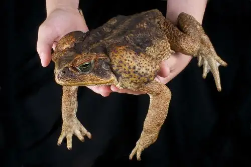 A 4,105 metros sobre el nivel del mar y a 3 grados bajo cero fueron hallados ejemplares de la “rana gigante de Junín”, que llegan a medir hasta 60 centímetros de largo y que había sido considerada una especie en extinción por la caza indiscriminada y la contaminación en la zona.
