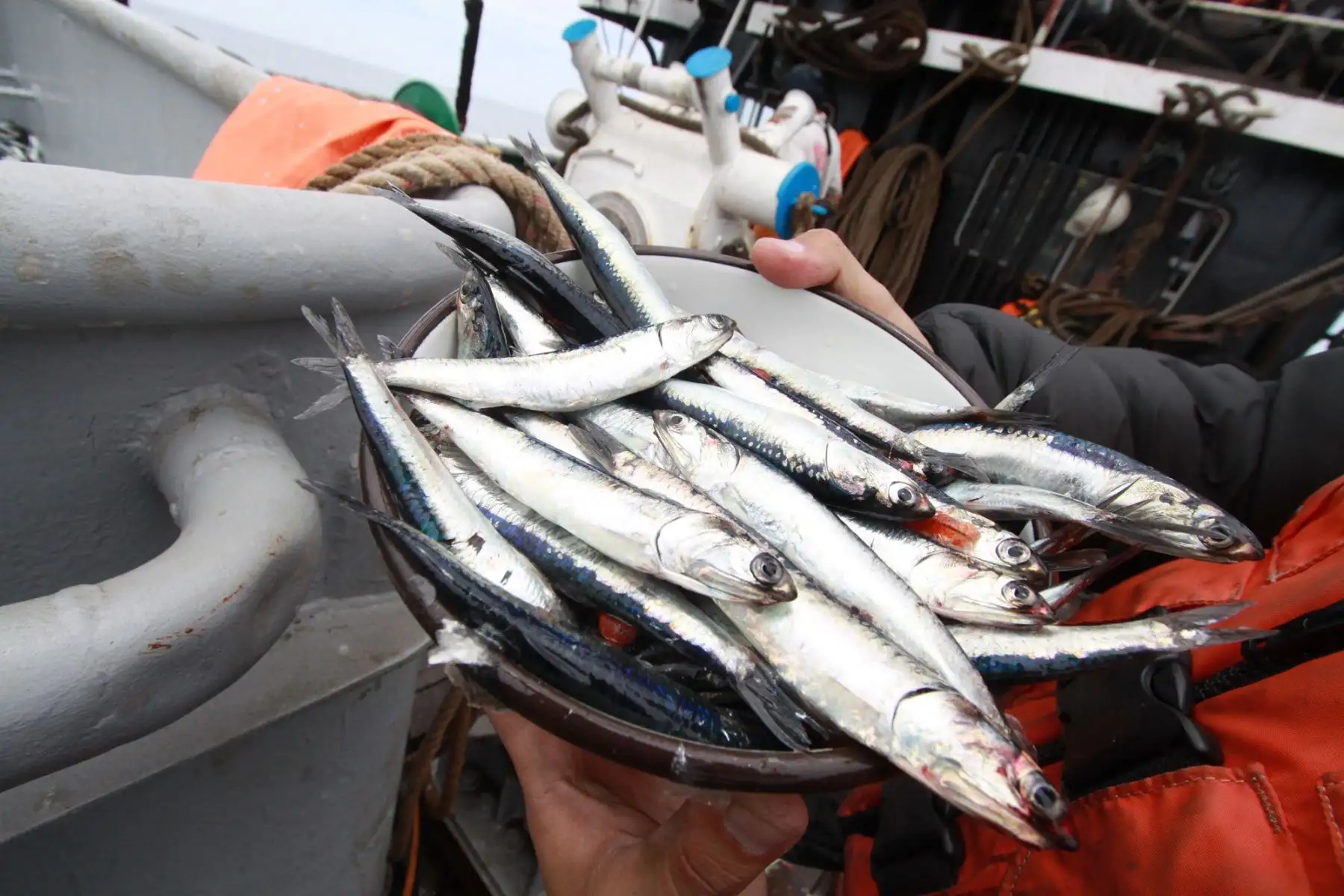 Anchoveta capturada en mar peruano.Foto:  ANDINA/Difusión.