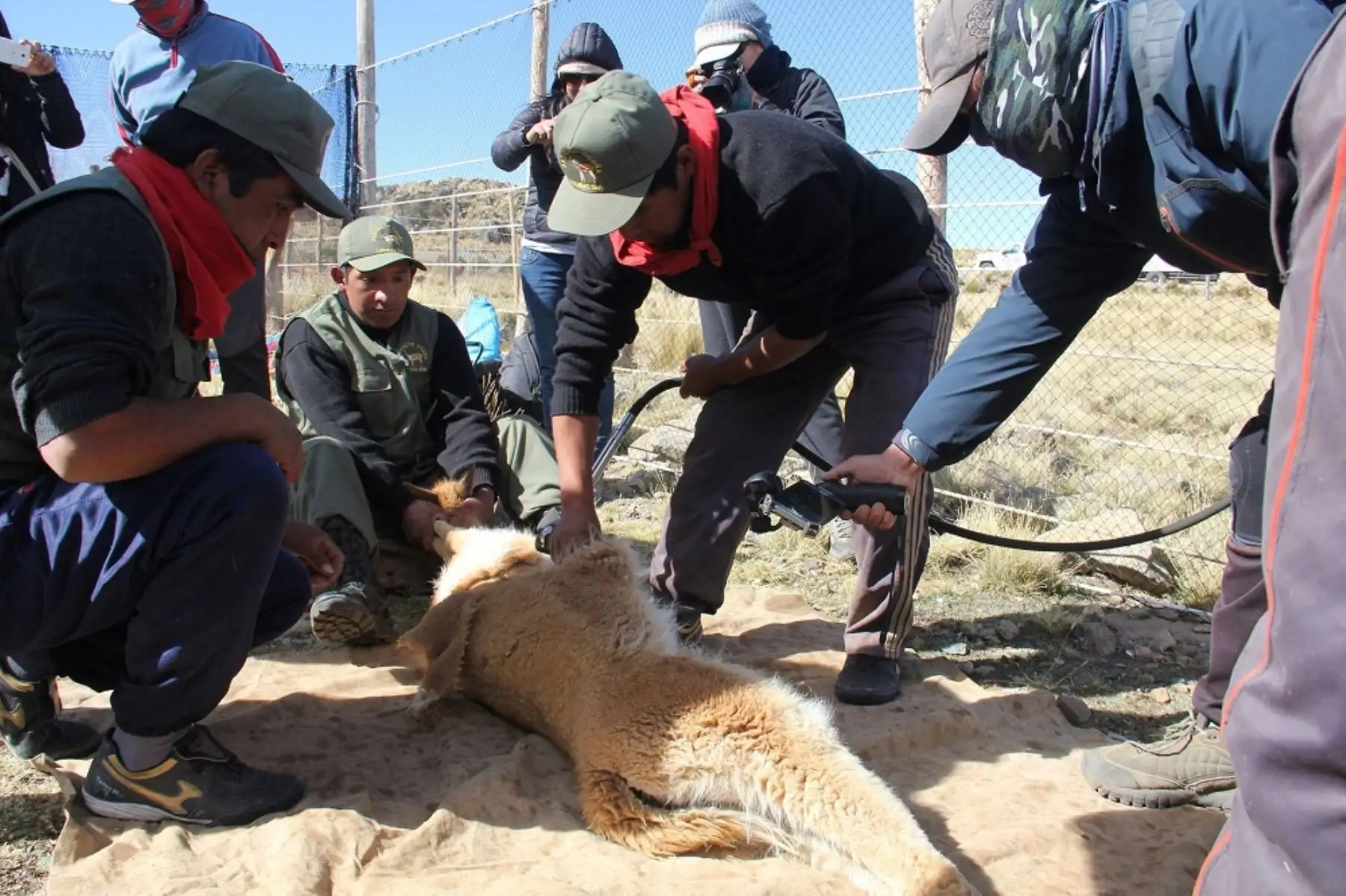 La Reserva Nacional Pampas Galeras Bárbara D´Achille, área natural protegida administrada por el Servicio Nacional de Áreas Naturales Protegidas por el Estado (Sernanp), convocó a más de 1,000 personas en la celebración del XXIV Chaccu Nacional, ceremonia ancestral de esquila de vicuñas y de aprovechamiento sostenible de este recurso natural.