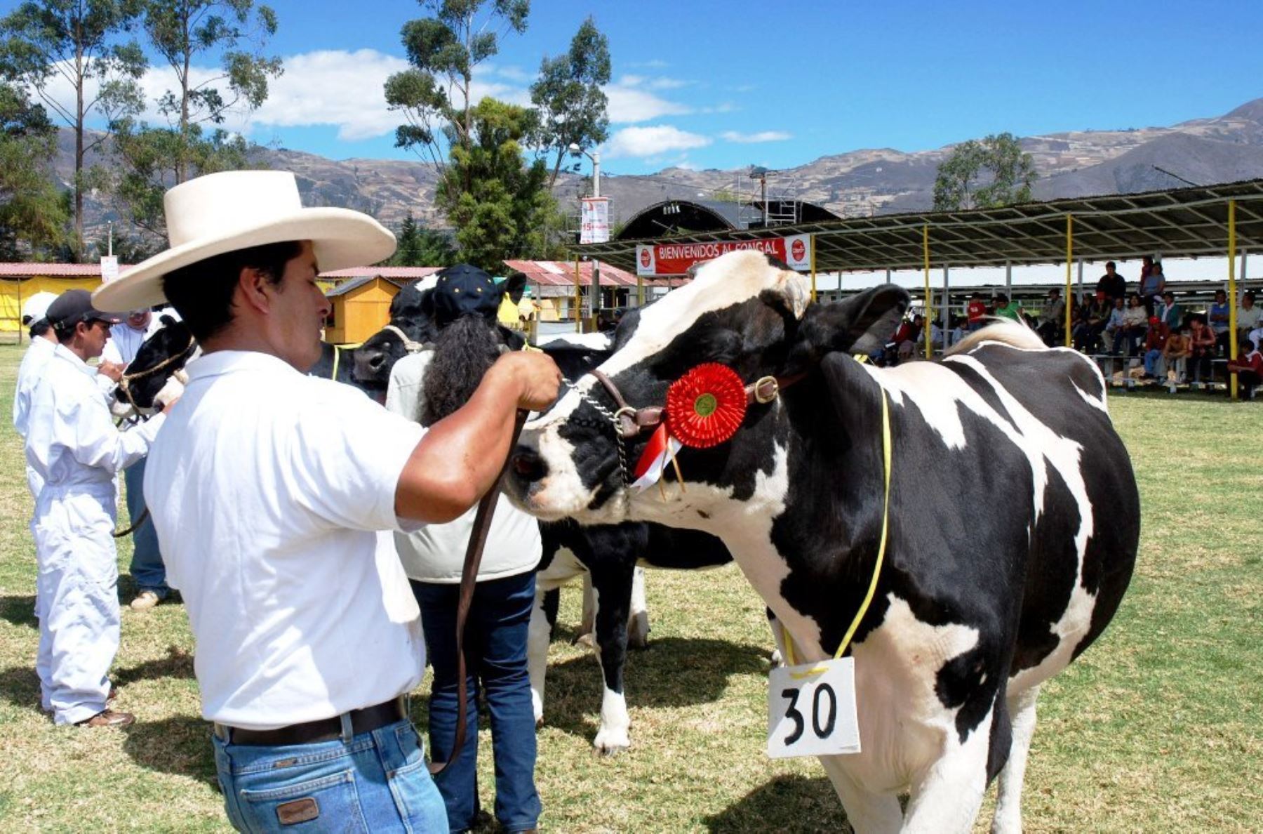 En la Feria Fongal se exhibirán los mejores ejemplares de ganado vacuno. ANDINA/Eduard Lozano