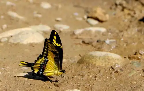 Presentan experiencia para el aprovechamiento de mariposas en el Vraem. ANDINA