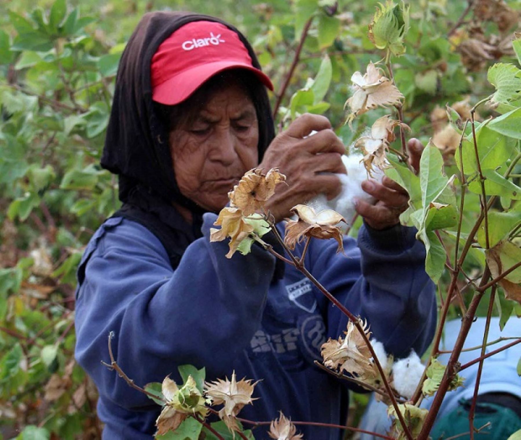 Piura propone impulsar el cultivo de algodón y fortalecer la cadena productiva. Foto: ANDINA/archivo.