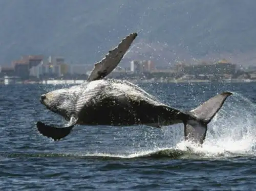 Ballenas en California Foto: AFP