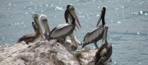 Reserva San Fernando celebra sétimo aniversario conservando la riqueza natural de la región Ica.