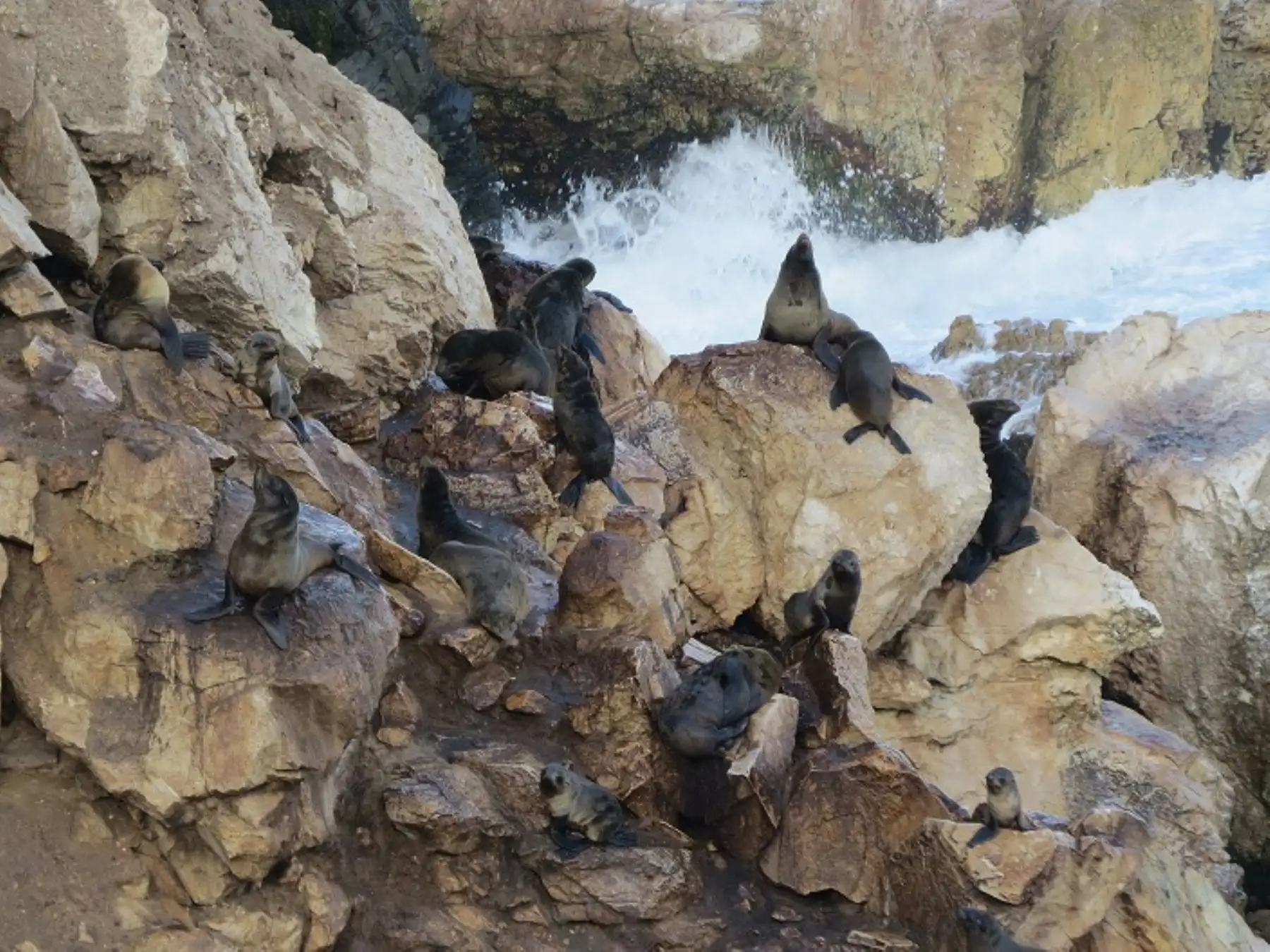 Reserva San Fernando celebra sétimo aniversario conservando la riqueza natural de la región Ica.