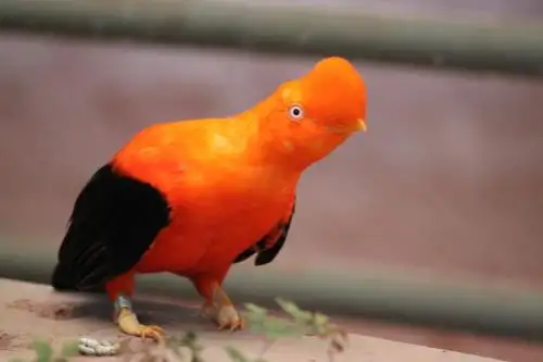 Cortesía