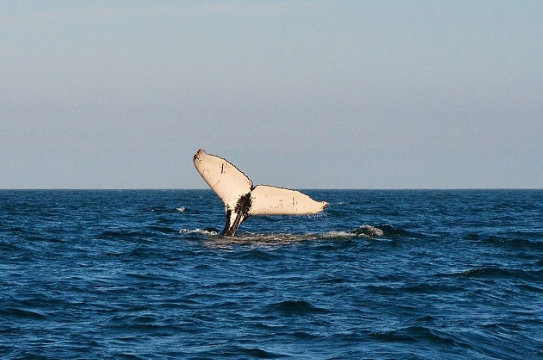Desde Máncora parten embarcaciones para avistar ballenas. ANDINA/Difusión