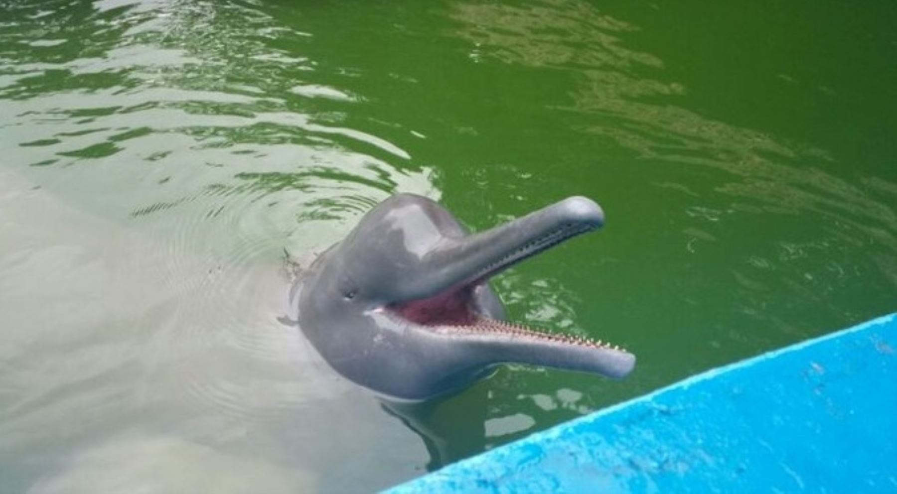 El gobierno regional de Loreto autorizó el traslado, en un plazo no mayor de 120 días, del delfín rosado Huayrurín a la laguna natural de Quistococha, a fin de garantizar las condiciones adecuadas que permitan la preservación de este cetáceo fluvial, informó el gobernador Fernando Meléndez.