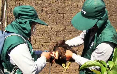 Senasa vacunará a más de 60,000 aves en Lambayeque para prevenir enfermedad de Newcastle. ANDINA
