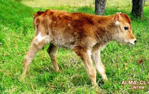 Alma es una ternera de raza Jersey nacida producto de una clonación que efectuaron especialistas del Laboratorio de Biotecnología Reproductiva  de la Universidad Toribio Rodríguez de Mendoza de Amazonas.