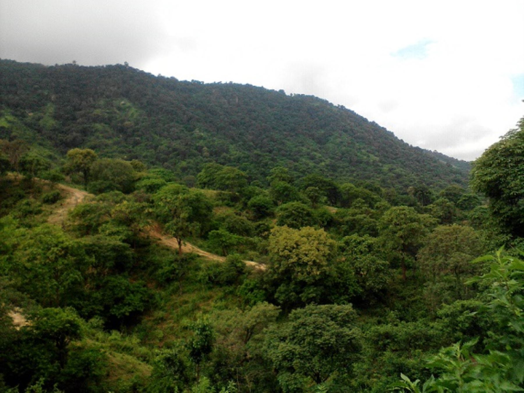 Área de Conservación Privada Chililique Alto, en la región Piura.
