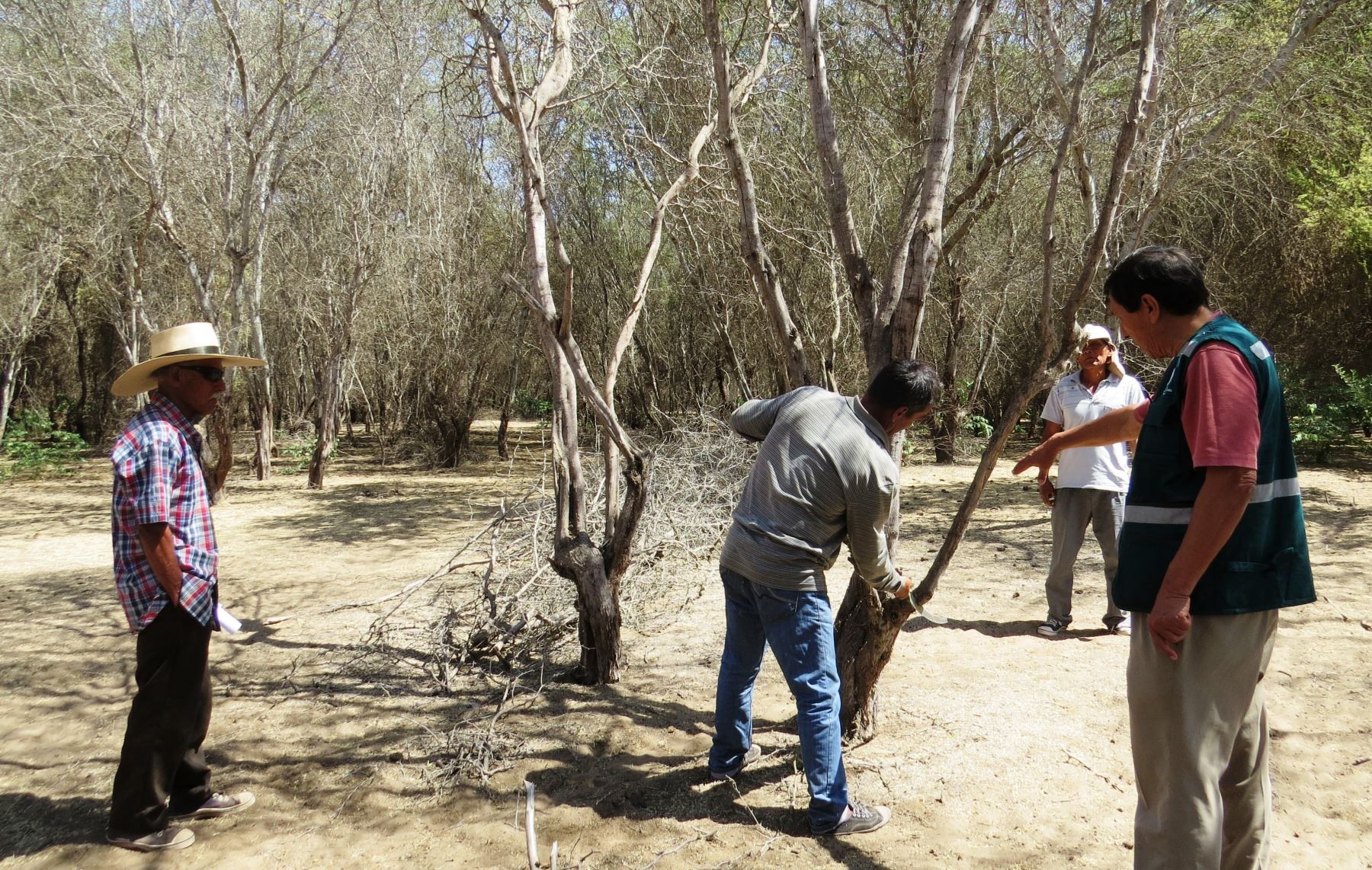 Pobladores de Zaña, en Lambayeque, se unen a acciones para la preservación del bosque seco. ANDINA