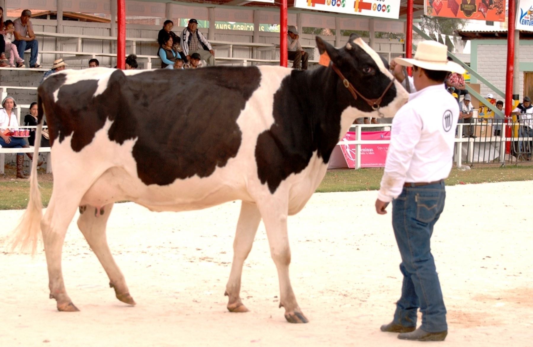 Productores de ganado vacuno de Cajamarca lucieron sus mejores ejemplares en Feria Fongal. ANDINA/Eduard Lozano