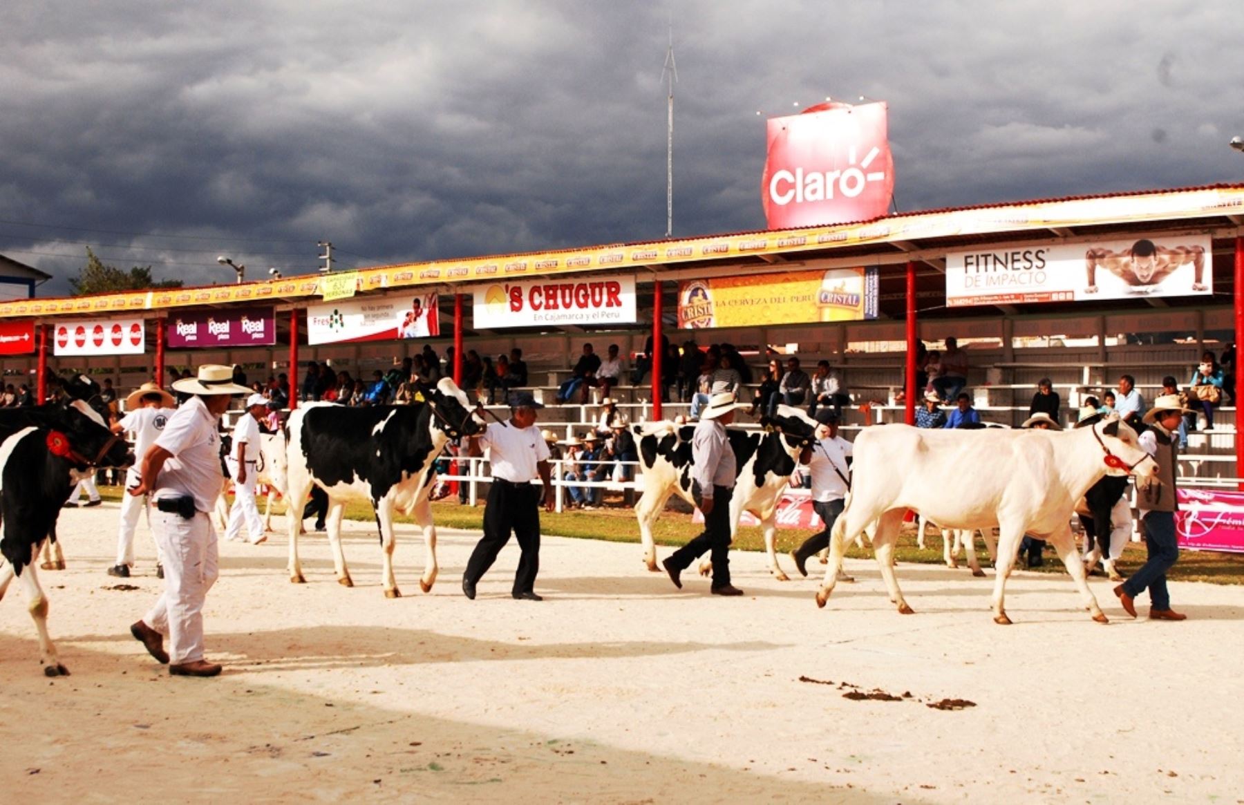 Productores de ganado vacuno de Cajamarca lucieron sus mejores ejemplares en Feria Fongal. ANDINA/Eduard Lozano