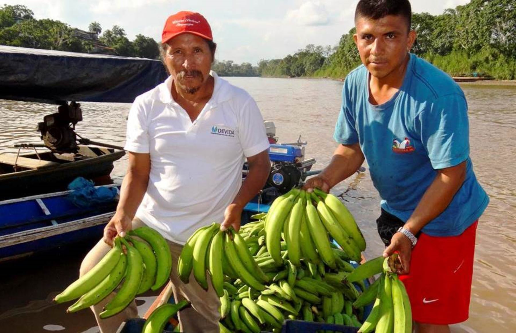 Venta de plátano se ha convertido en una importante fuente de ingresos en el valle del Pichis, en Pasco. ANDINA