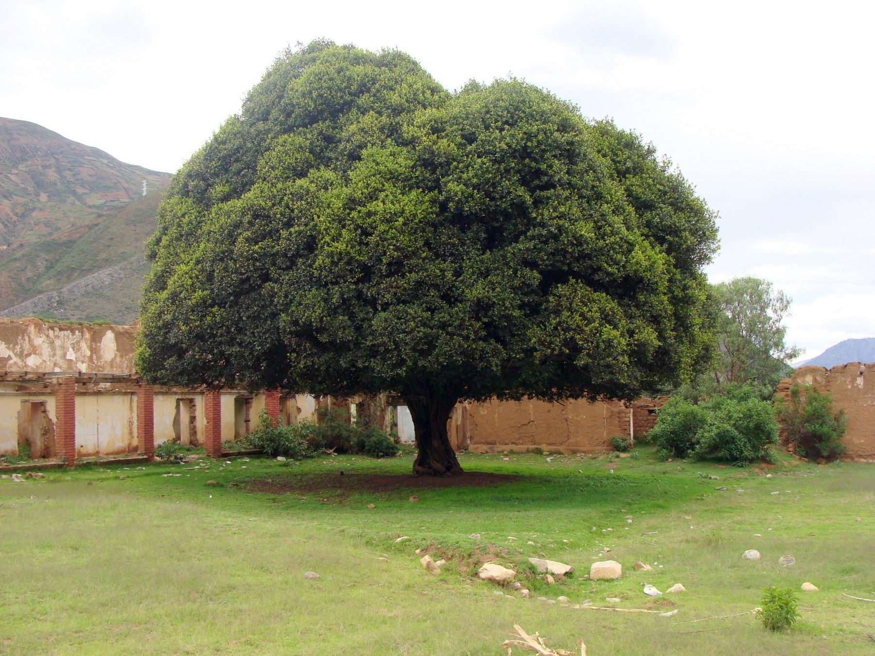 Área de conservación privada protege al emblemático árbol de la quina.