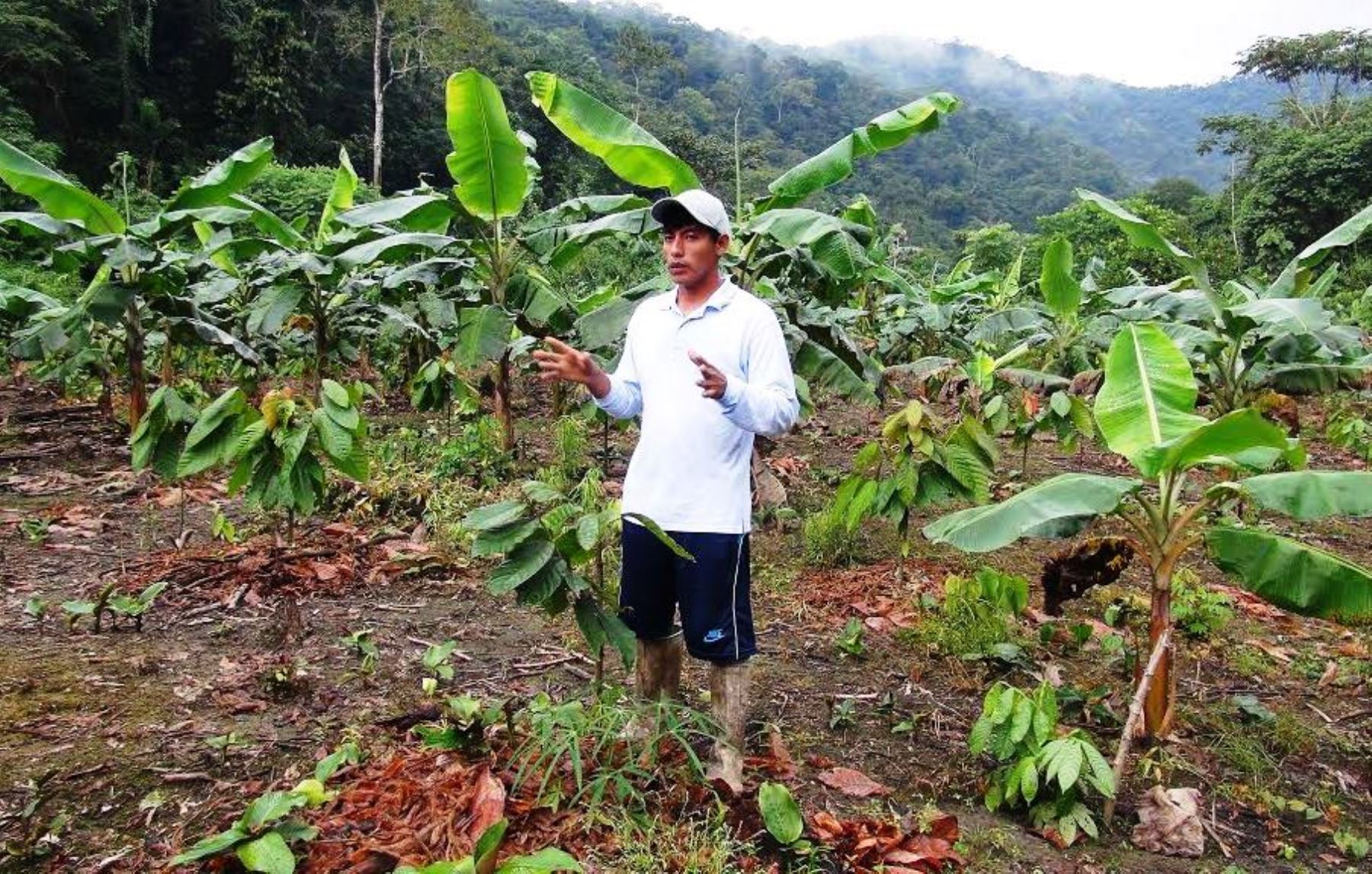 Proyecto impulsa cultivo de plátano y otros frutales en tierras de exproductores de coca del distrito de San Gabán, en Puno. ANDINA