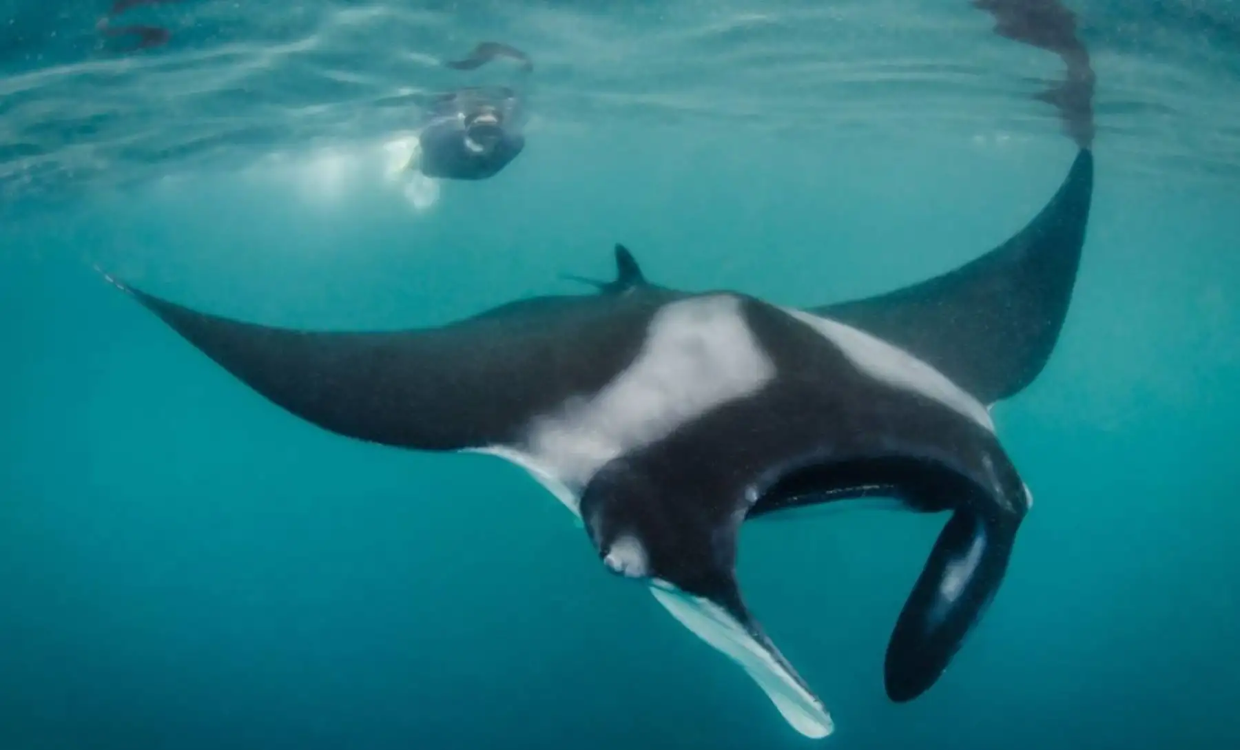 La Zona Reservada Mar Pacífico Tropical, que se creará en el primer trimestre del 2019 según anunció la ministra del Ambiente, Fabiola Muñoz, ostenta una ingente y extraordinaria biodiversidad que se busca preservar y proteger de actividades lesivas como la pesca indiscriminada. Conozcamos más de esta nueva área natural protegida. ANDINA/Difusión