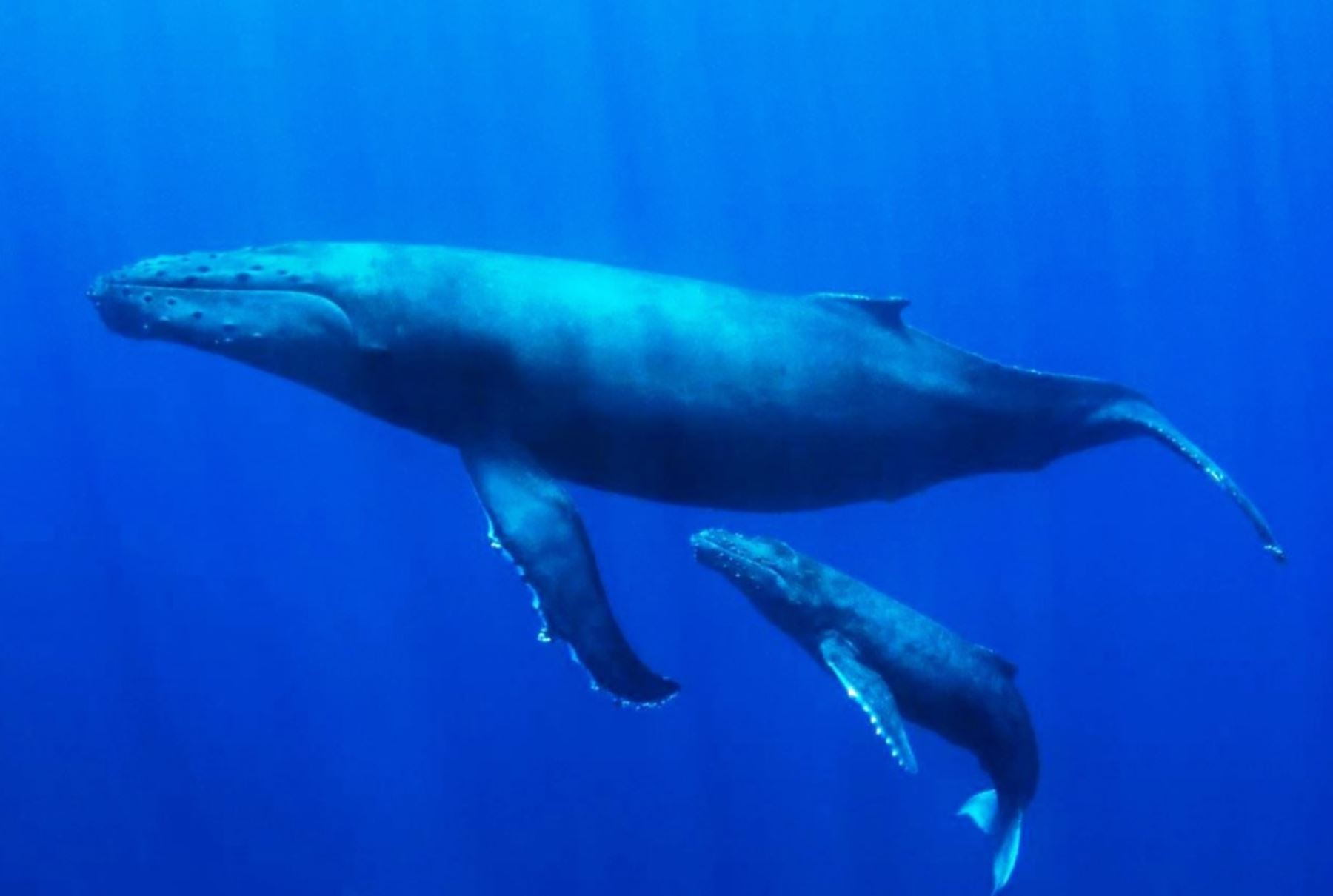 El mar frente a la costa norte de Perú alberga a un gran número de ballenas y otras especies marinas. ANDINA/Difusión