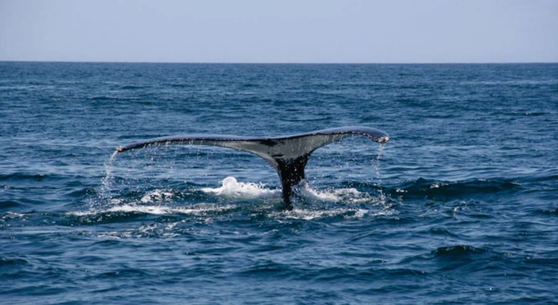 El avistamiento de ballenas y delfines son nuevos atractivos turísticos en Tumbes.