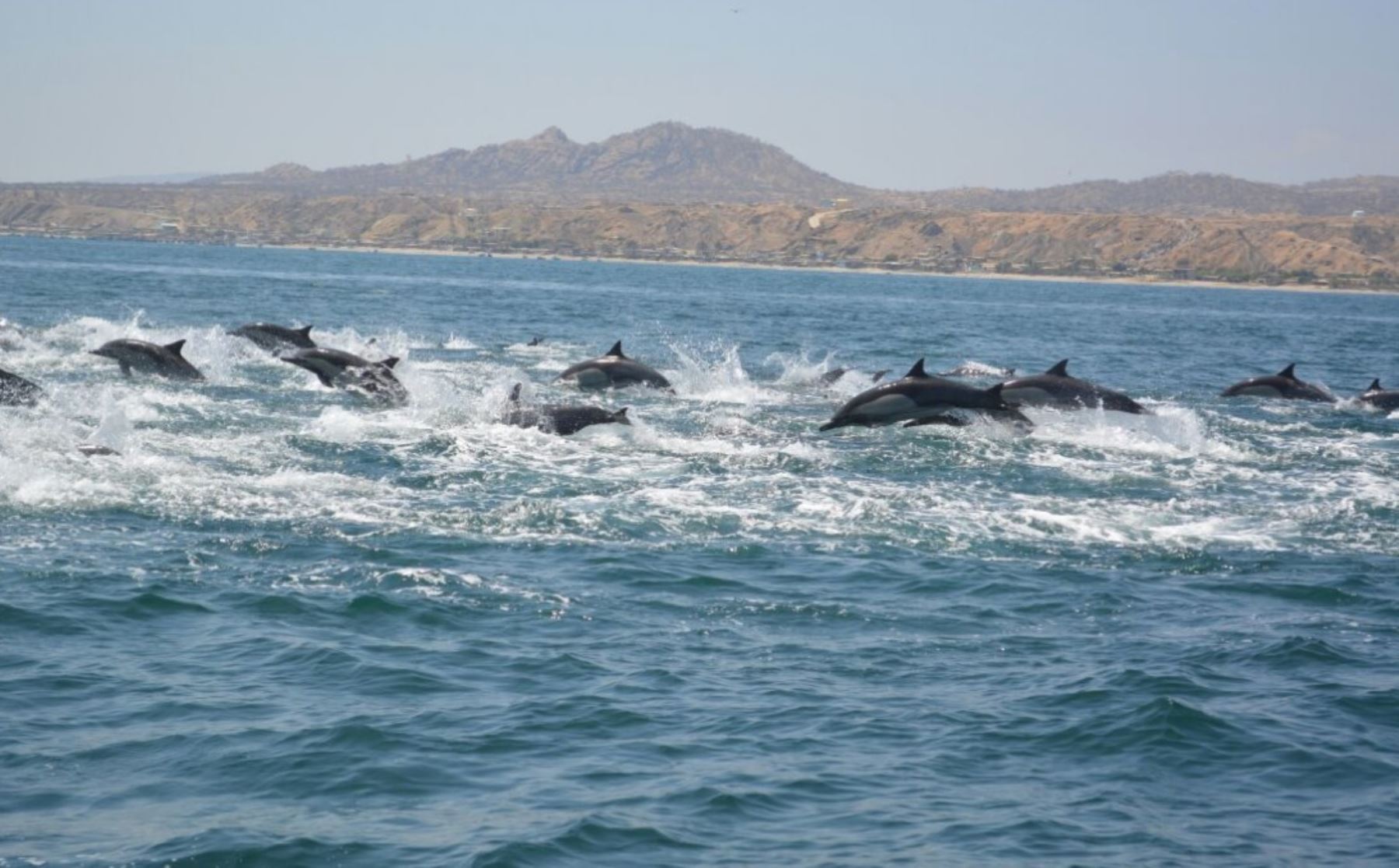El avistamiento de ballenas y delfines son nuevos atractivos turísticos en Tumbes.