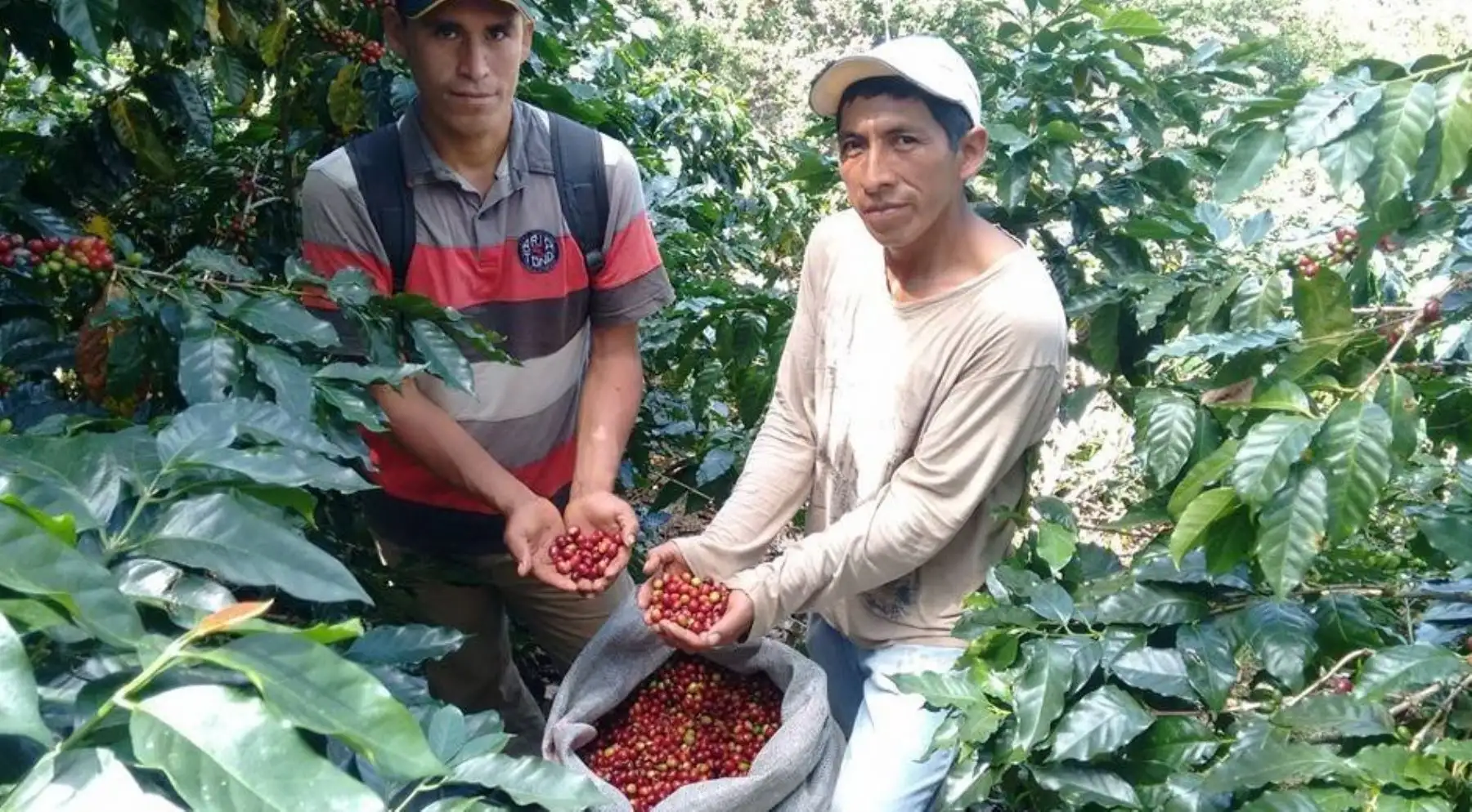 Foto: ANDINA/Difusión.
