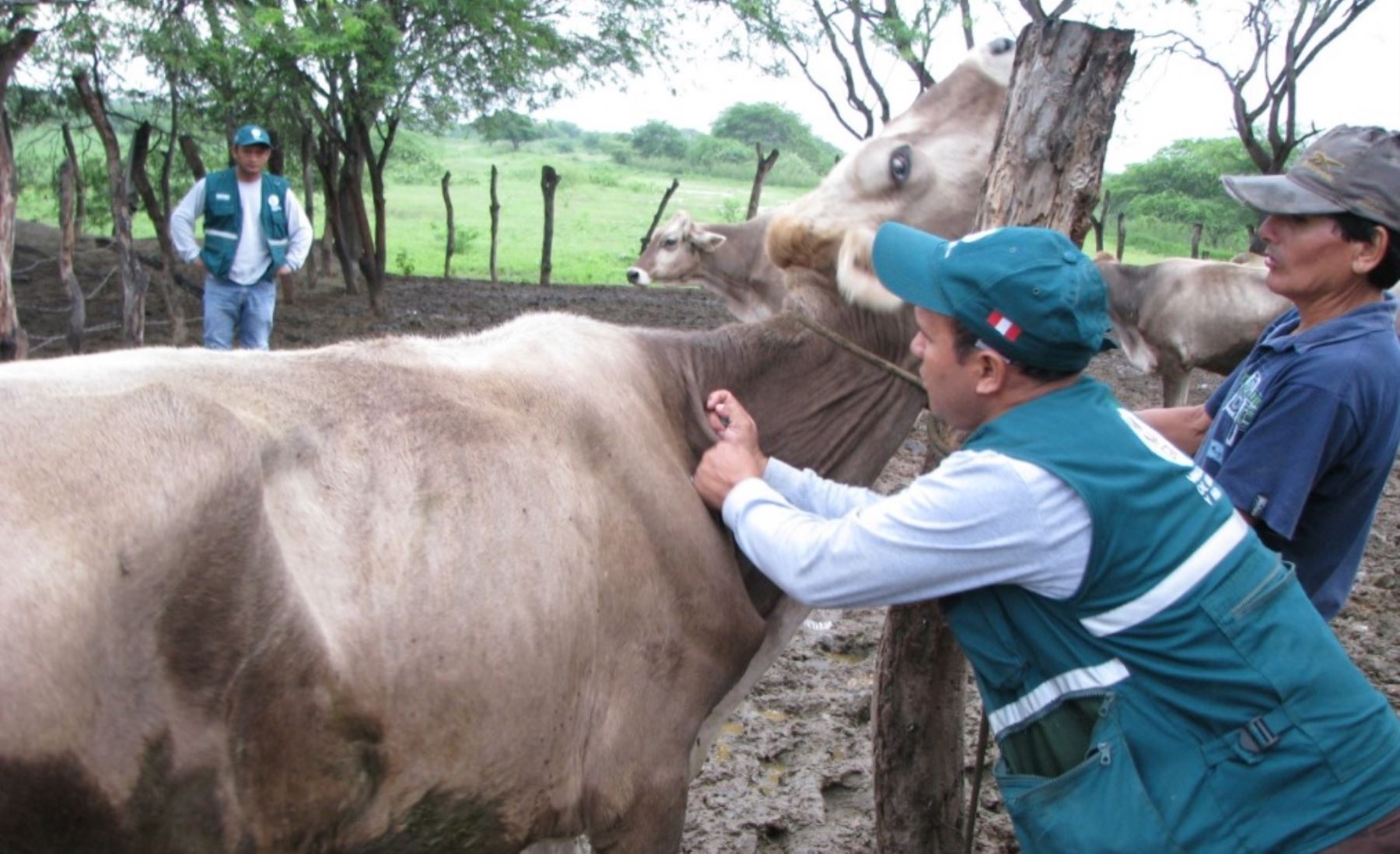El Ministerio de Agricultura y Riego (Minagri), a través del Servicio Nacional de Sanidad Agraria (Senasa), desarrolla desde hoy un simulacro de tres días para el control de fiebre aftosa en la región La Libertad, en el que participan pequeños criadores y productores, profesionales del sector privado y especialistas de la autoridad sanitaria peruana.