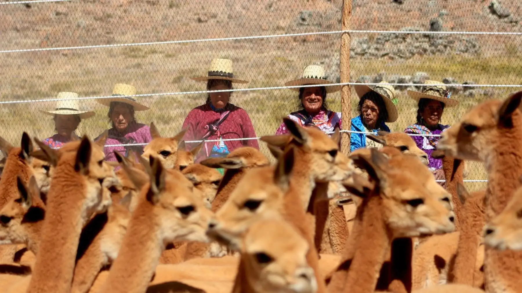 Tradicional chaccu de vicuña en comunidad campesina de Chavín.