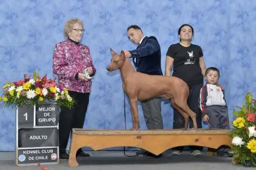 Limón, perro peruano sin pelo, logró un nuevo triunfo en Chile. Foto: ANDINA/Difusión.