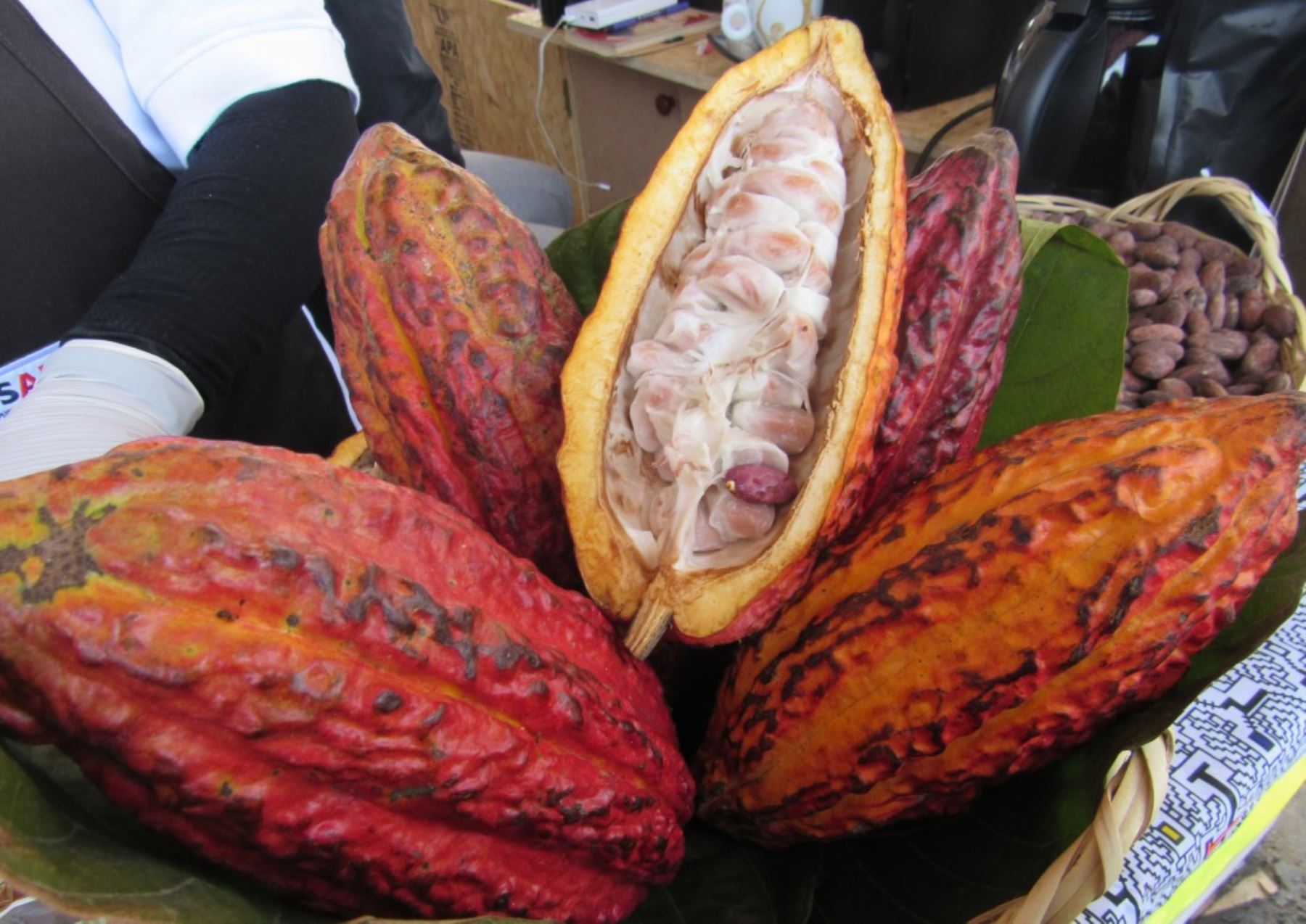 El cacao es uno de los productos representativos de la Biósfera del Manu. Foto: ANDINA/Difusión.