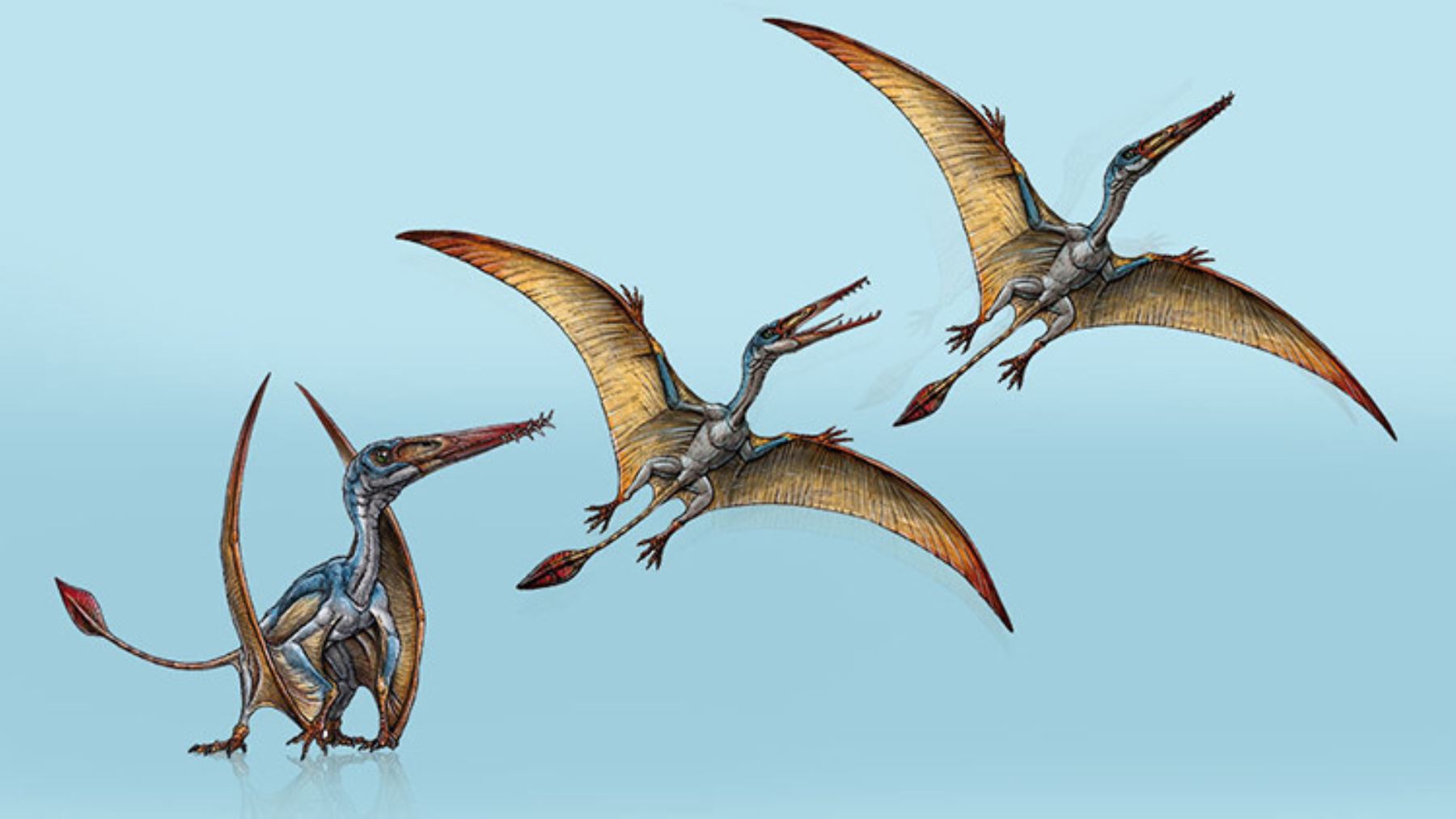 Restos de una nueva especie de pterosaurio, un reptil volador que habría habitado esos territorios durante el periodo jurásico. RT