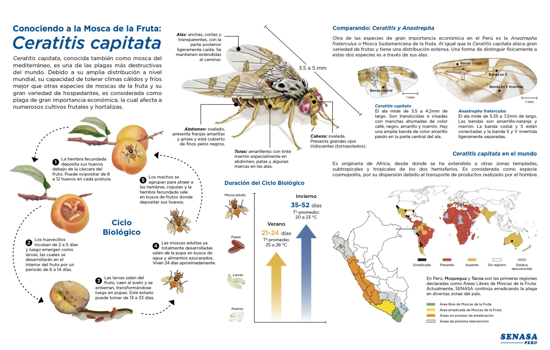 Ciclo de la mosca de la fruta. Infografía: Senasa