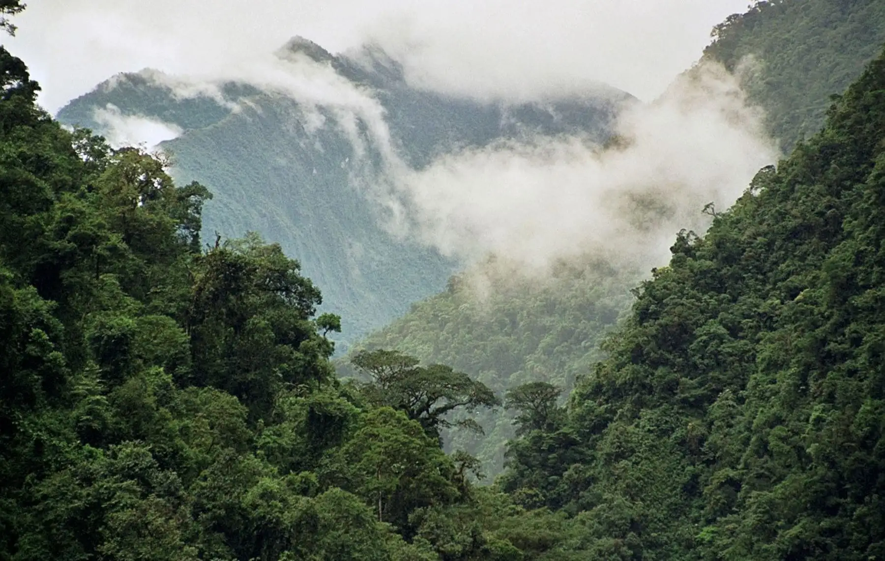 La conservación de bosques es un eje de trabajo importante del Ministerio del Ambiente. ANDINA/Difusión