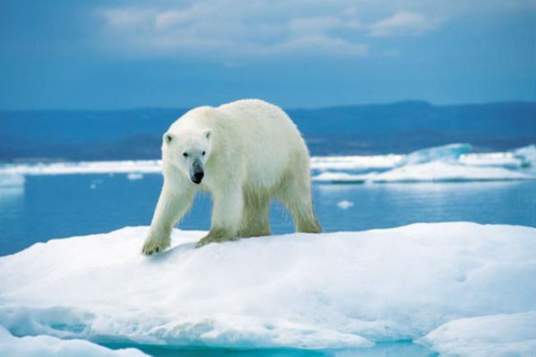 Oso polar Foto: AFP