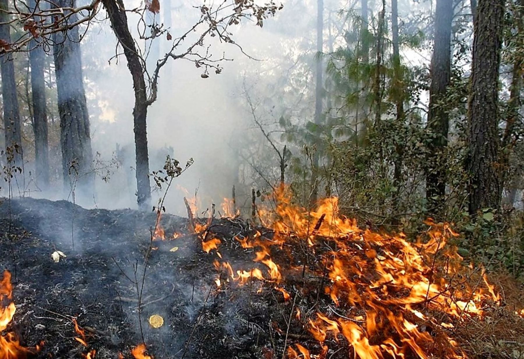 La mayoría de incendios forestales en nuestro país ocurren por actividad humana, como la quema de residuos de las cosechas y pastizales, preparación de alimentos y el uso de fósforo y cigarros, entre otros.ANDINA