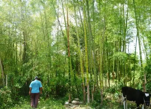 ANDINA/Difusión