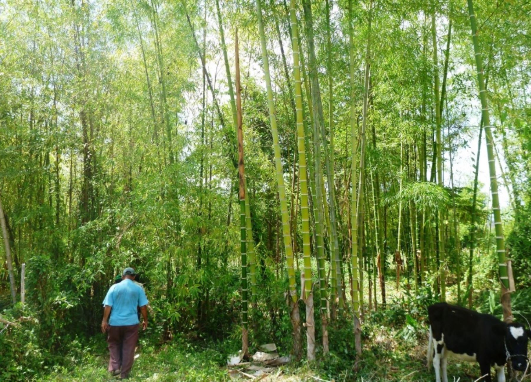 El Servicio Nacional Forestal y de Fauna Silvestre (Serfor), del Ministerio de Agricultura y Riego (Minagri), lidera la celebración en todo el país de la Semana Forestal Nacional 2018. ANDINA/Difusión