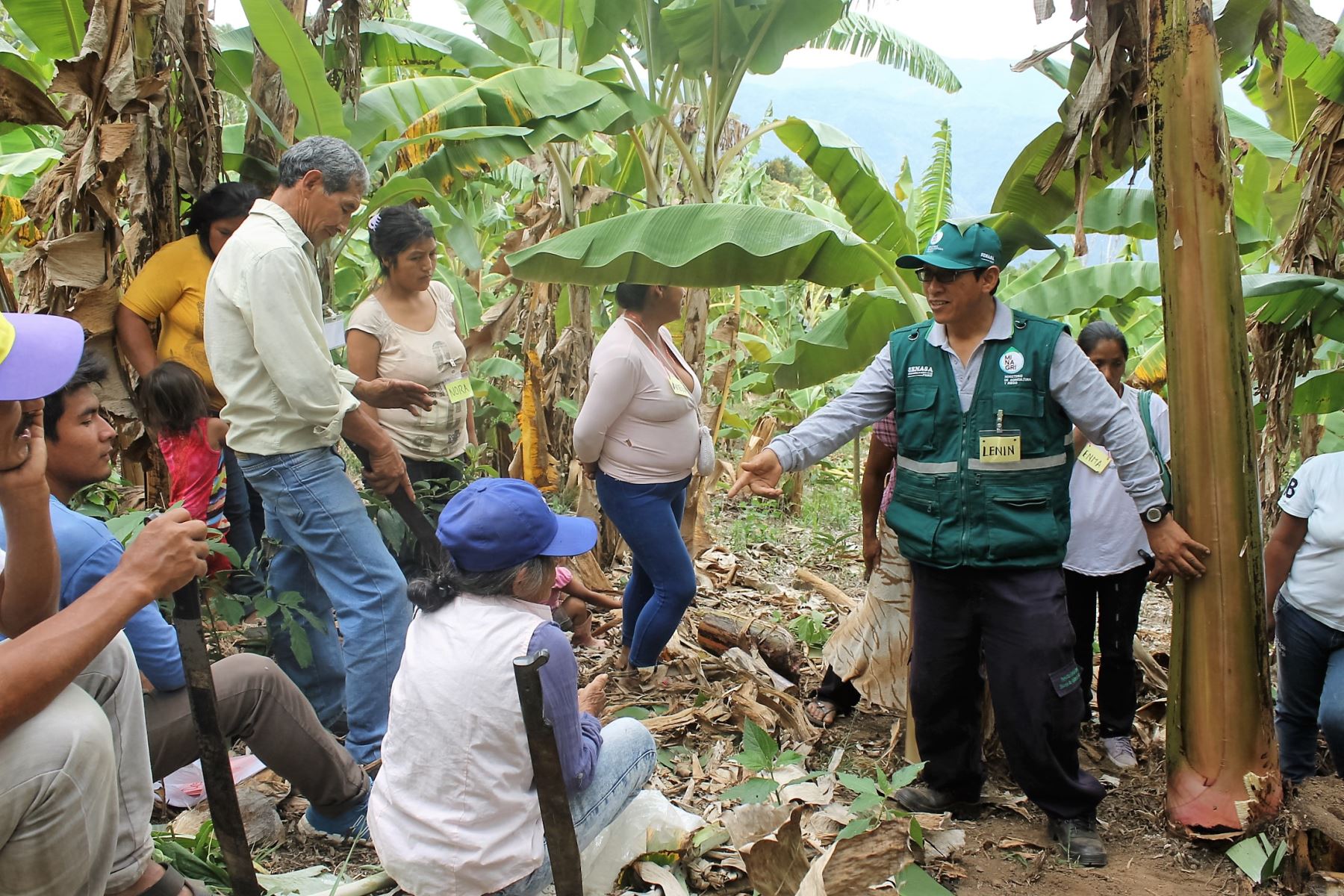 Especialistas del Senasa orientan a agricultores indígenas en el control de plagas de plátano.