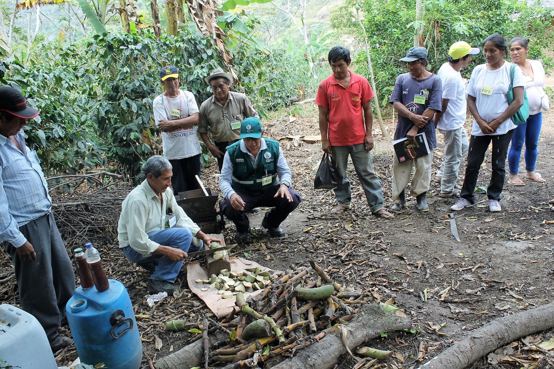 Especialistas del Senasa orientan a agricultores indígenas en el control de plagas de plátano.