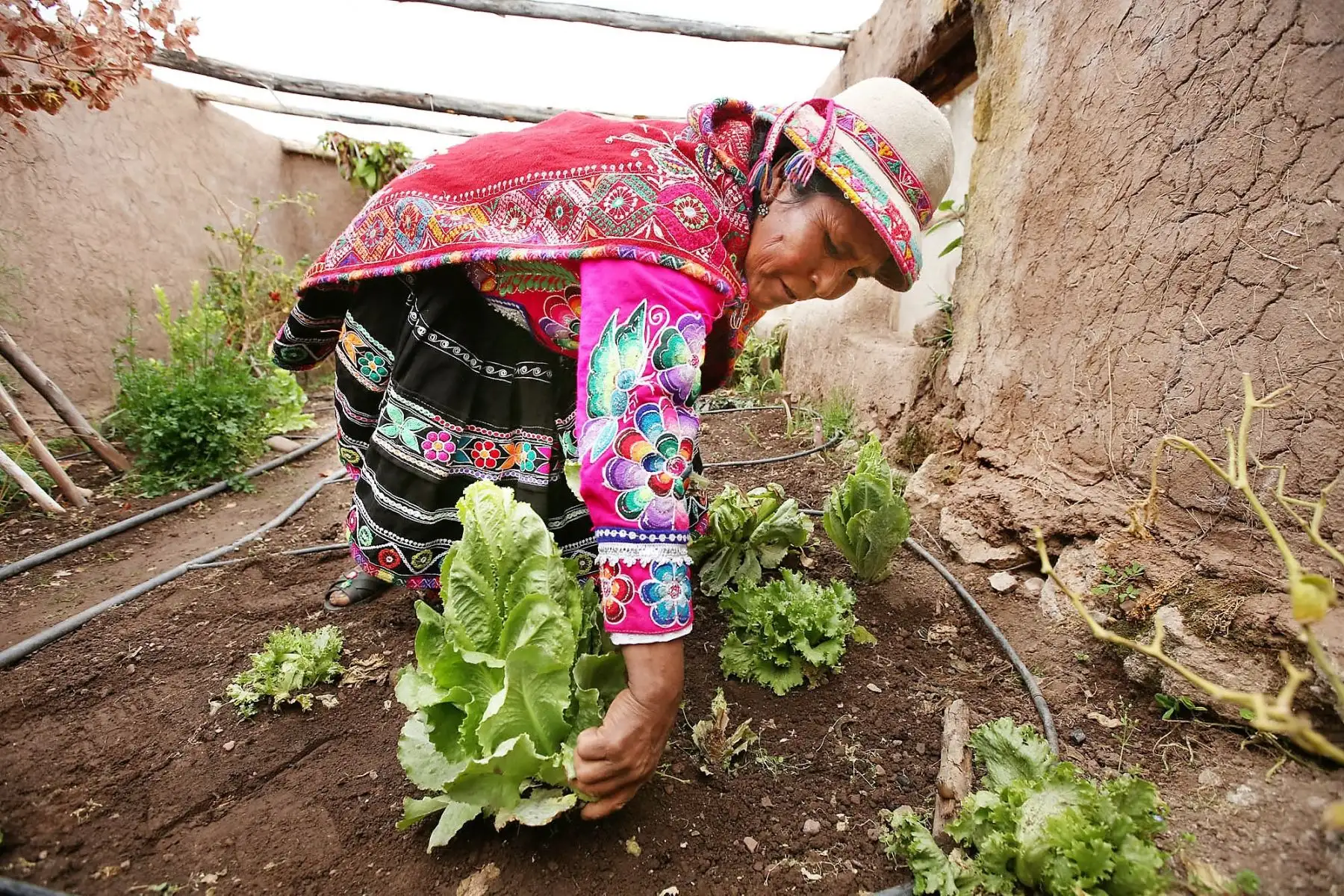 Comunidades campesinas de Arequipa se adaptarán al cambio climático. ANDINA/Archivo
