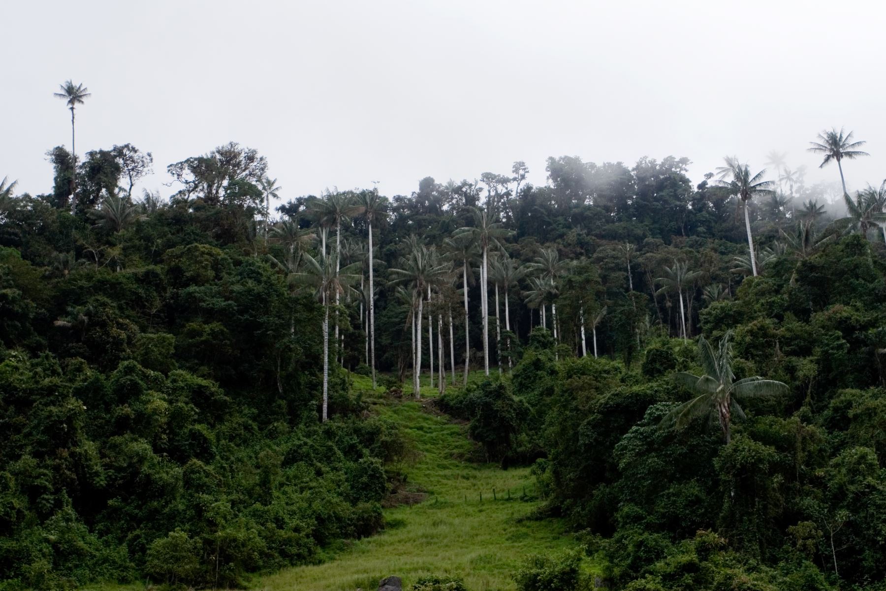 El Parque Nacional de Cutervo, ubicado en Cajamarca, alberga una importante diversidad biológica. ANDINA/Difusión
