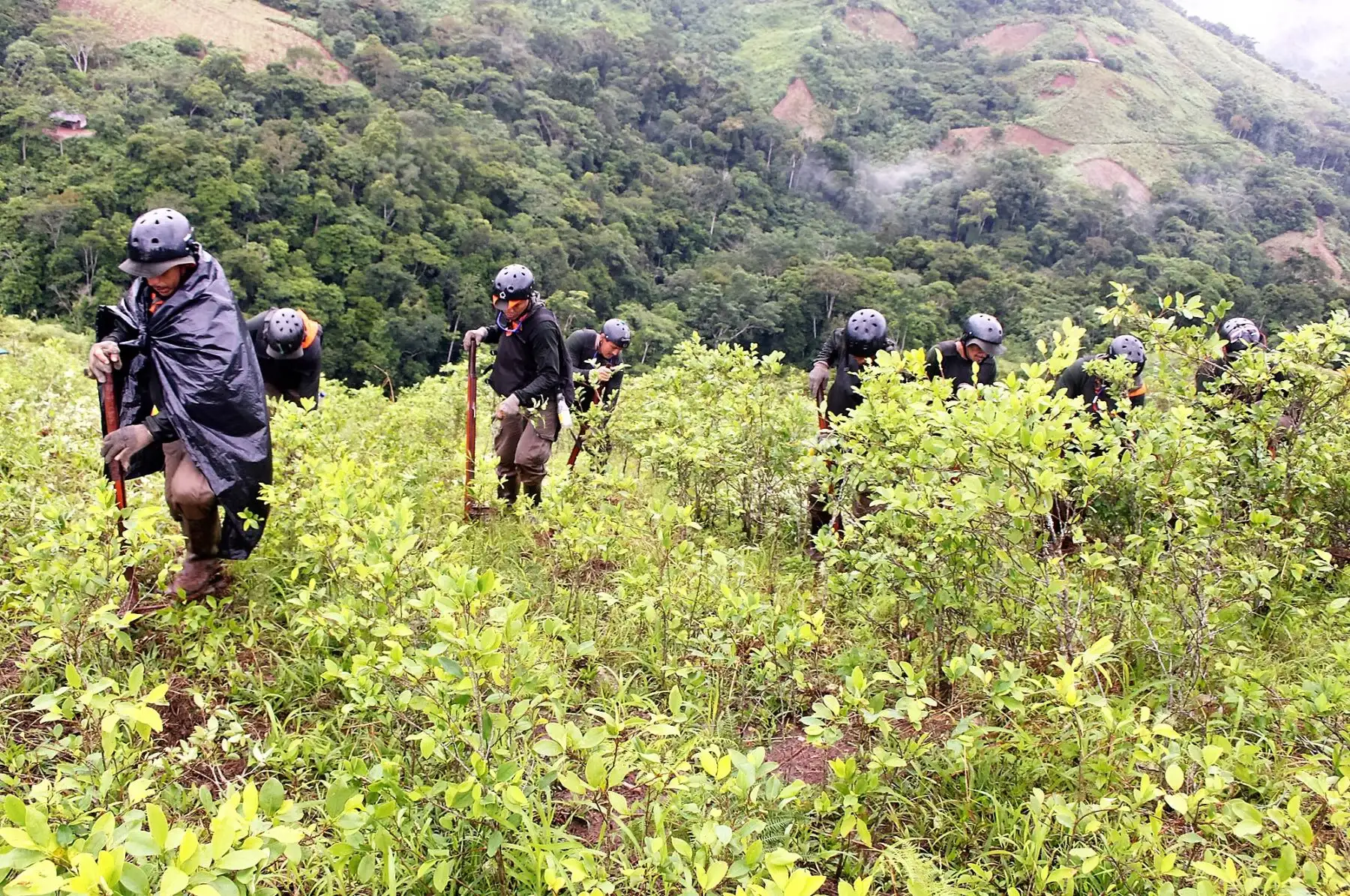 El Proyecto Especial de Control y Reducción de Cultivos Ilegales en el Alto Huallaga (Corah), con el apoyo de la Policía Nacional, erradicó 1,214 hectáreas de hoja de coca ilegal en los ejes operacionales de Aguaytía (Ucayali), Santa Lucía (San Martín) y Ciudad Constitución (Pasco). ANDINA/Difusión