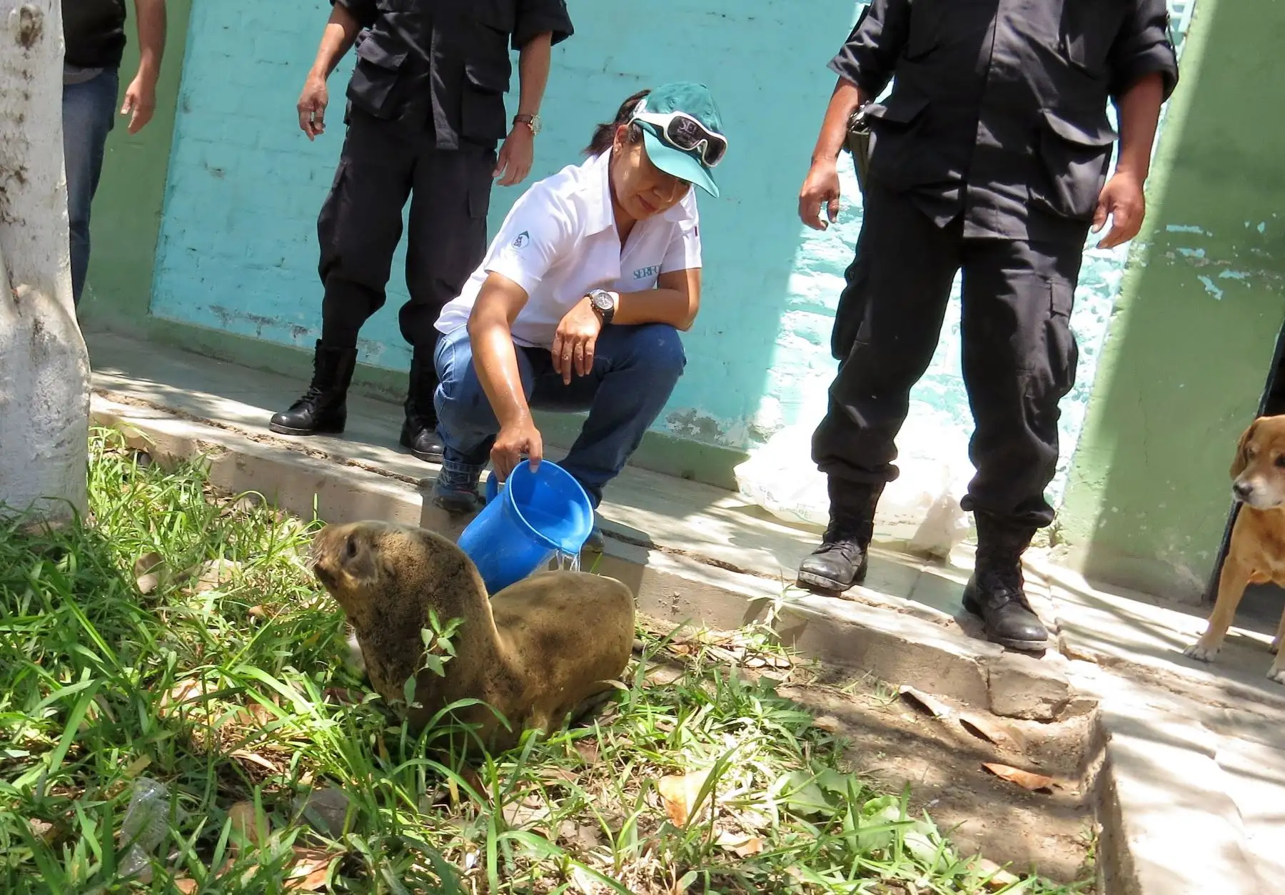 Alertan sobre varamiento de fauna silvestre en litoral de Lambayeque. ANDINA