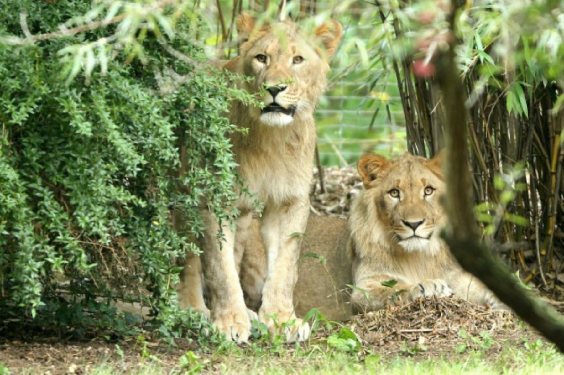 Motshegetsi (izquierda) y Majo (derecha) en su recinto en el zoológico de Leipzig. Foto: AFP