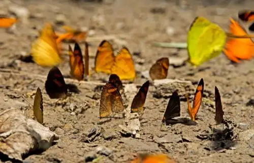 Inventario preliminar revela más de 150 especies de mariposas en Parque Nacional Sierra del Divisor