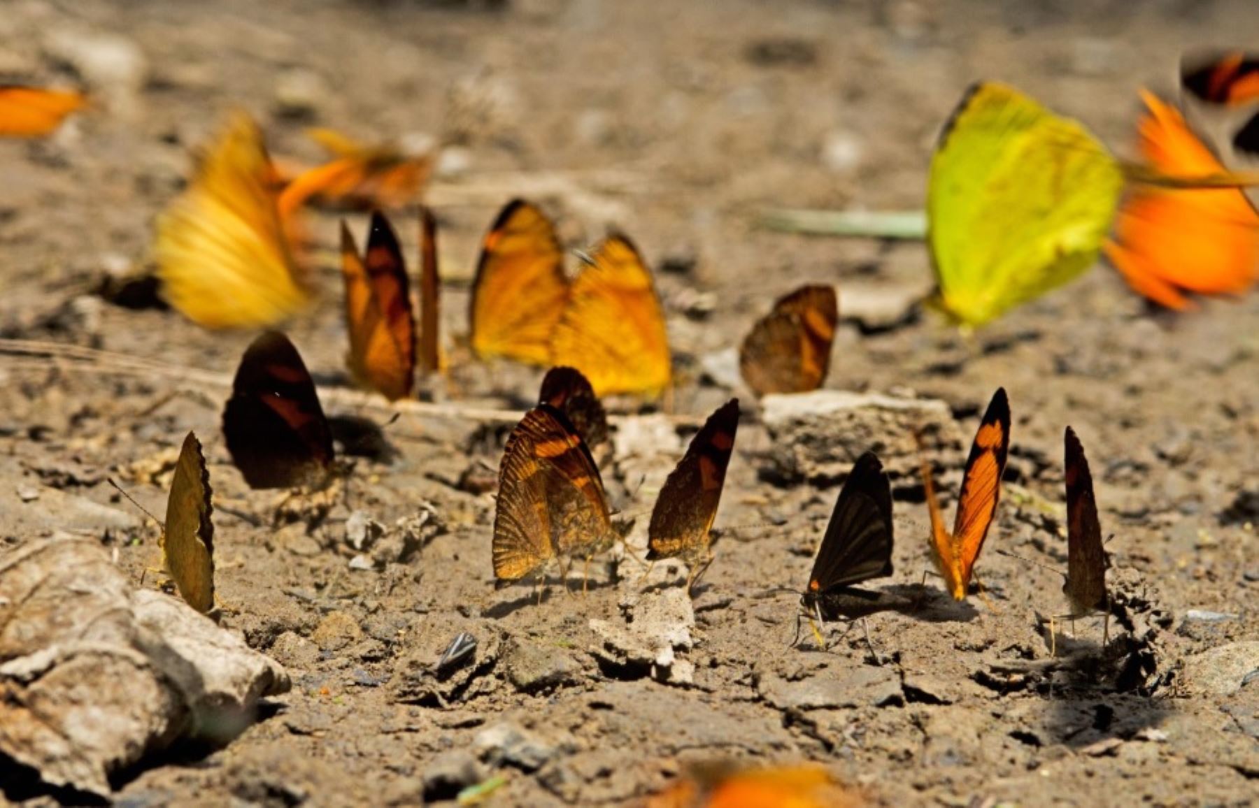 Inventario preliminar revela más de 150 especies de mariposas en Parque Nacional Sierra del Divisor