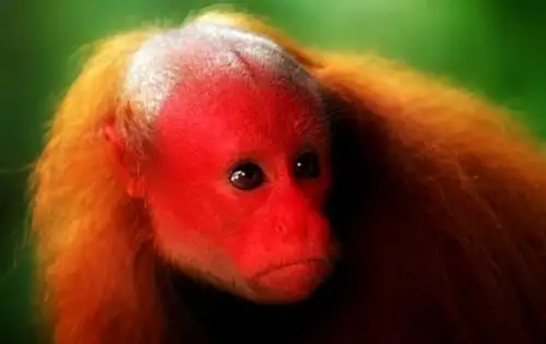 Detalle del rostro de un mono "guapo colorado" (Cacajao calvus), una de las 16 especies registradas hasta el momento (la mayor cantidad de primates de la Amazonía peruana), en el Parque Nacional Sierra del Divisor. Foto: Facebook Parque Nacional Sierra del Divisor/Pronaturaleza