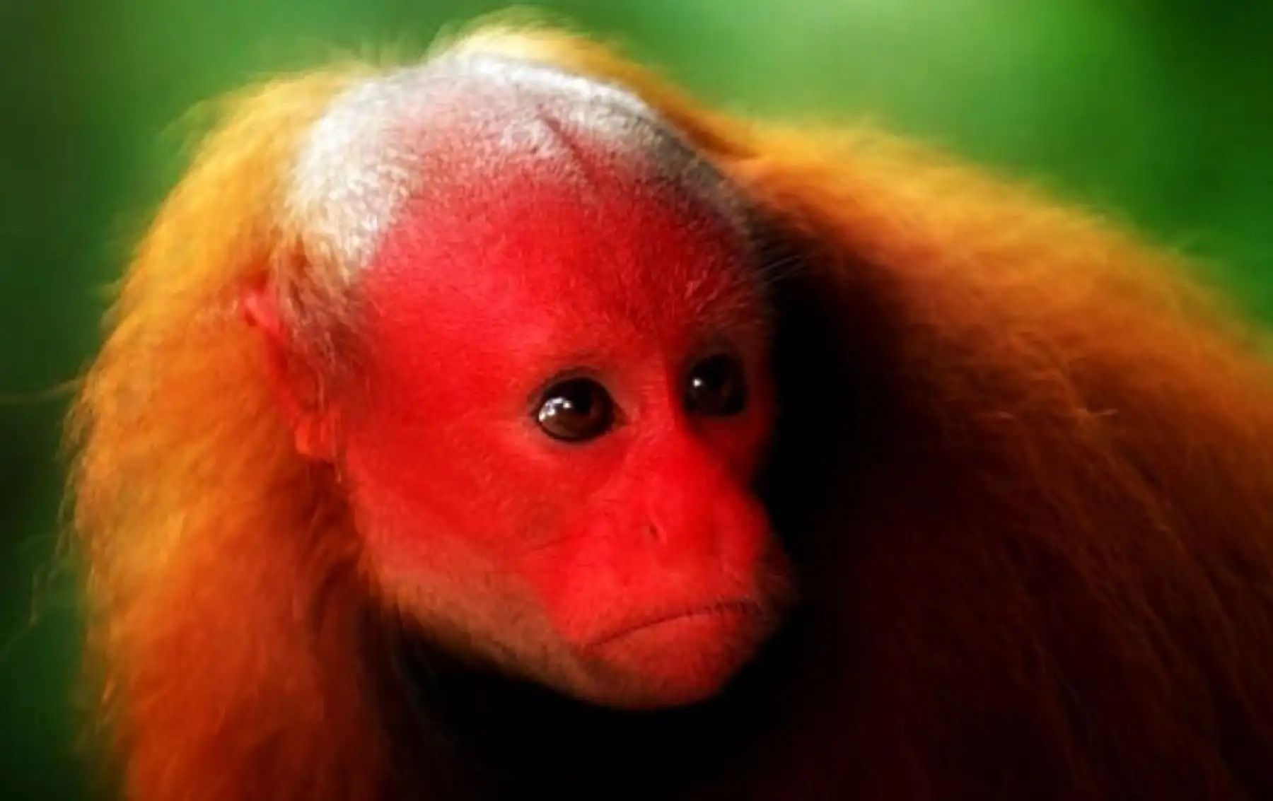 Detalle del rostro de un mono "guapo colorado" (Cacajao calvus), una de las 16 especies registradas hasta el momento (la mayor cantidad de primates de la Amazonía peruana), en el Parque Nacional Sierra del Divisor. Foto: Facebook Parque Nacional Sierra del Divisor/Pronaturaleza